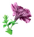 Purple petunia flower on stem isolated on white background